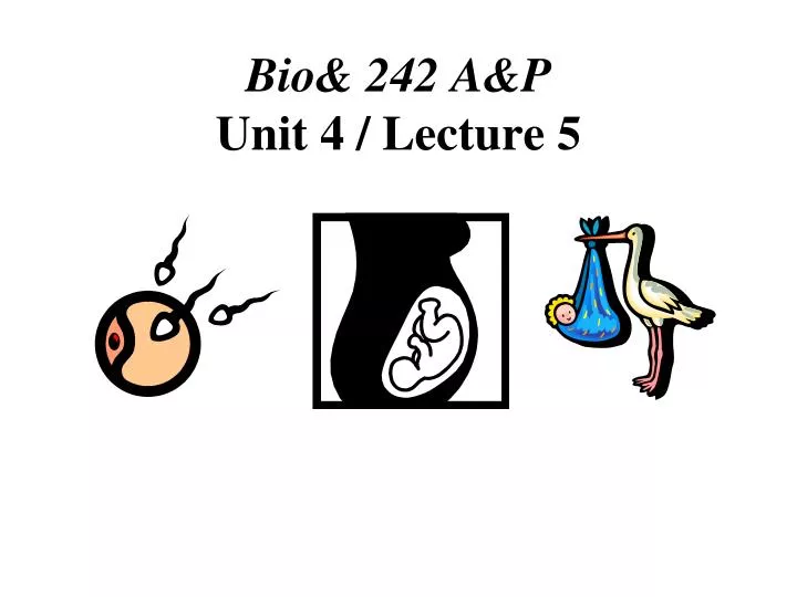 bio 242 a p unit 4 lecture 5