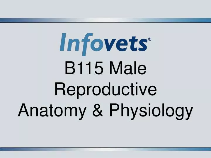 b115 male reproductive anatomy physiology