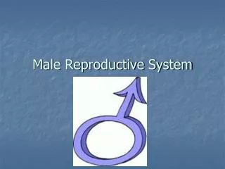 Male Reproductive System