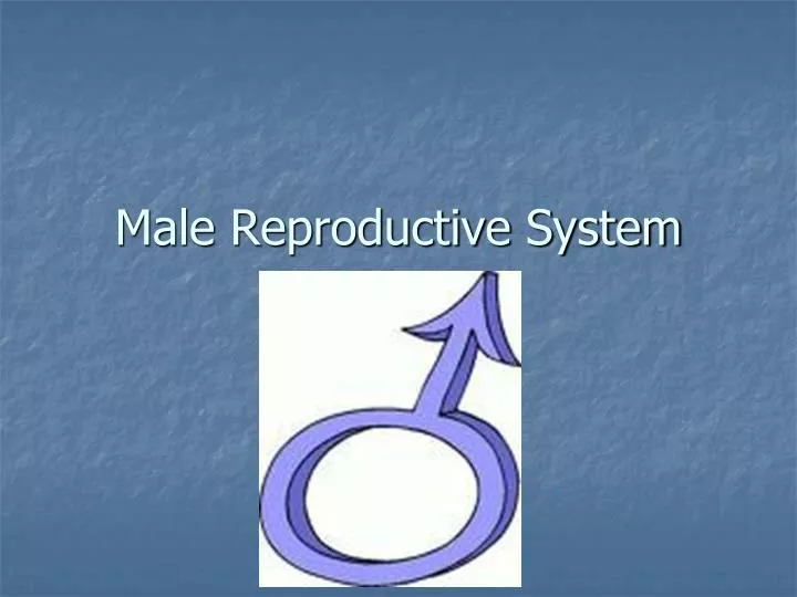 male reproductive system