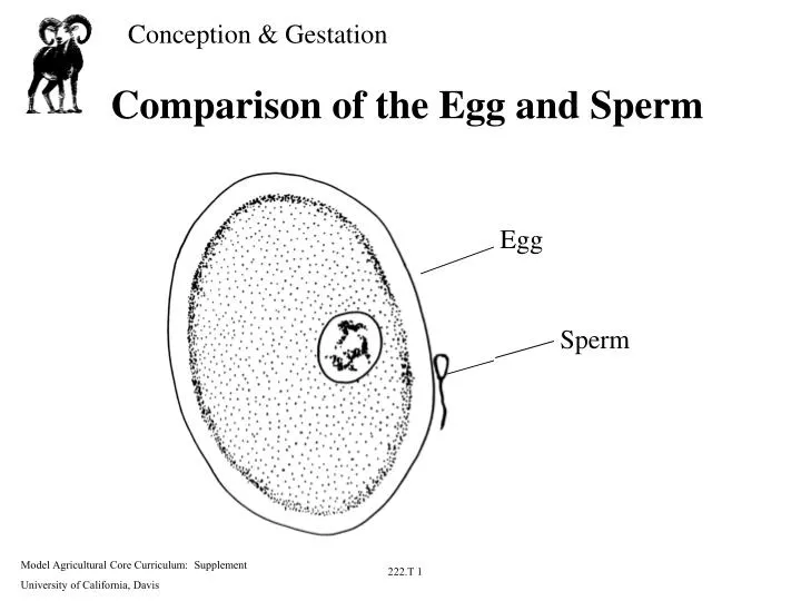 comparison of the egg and sperm