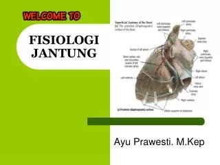 fisiologi jantung
