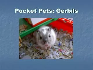Pocket Pets: Gerbils