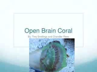 Open Brain Coral