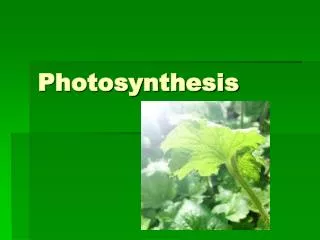 Photosynthesis