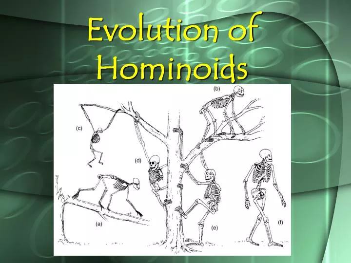 evolution of hominoids