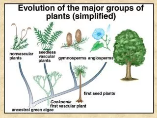 Land Plants fall into two major groups