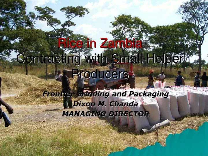 rice in zambia contracting with small holder producers