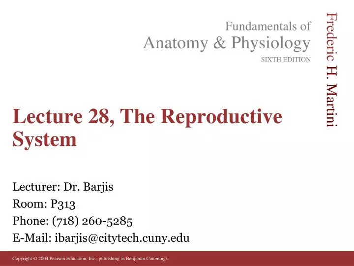 lecture 28 the reproductive system