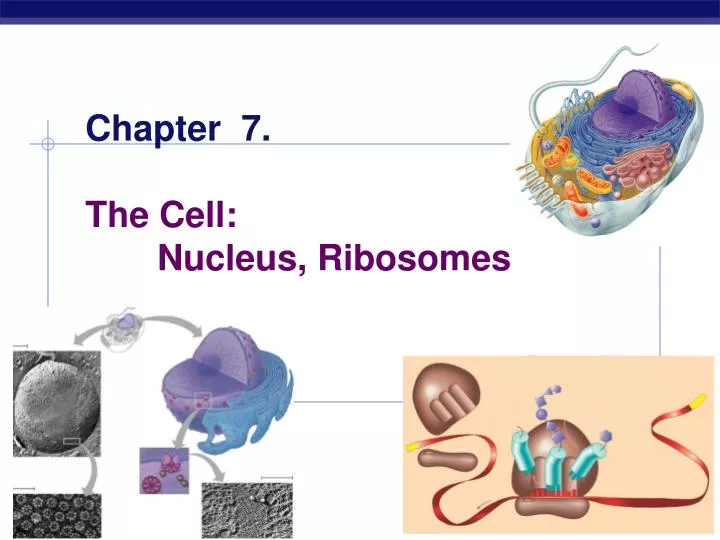 chapter 7 the cell nucleus ribosomes