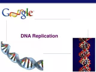 DNA Replication