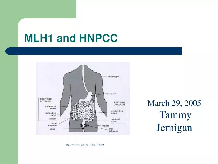 mlh1 and hnpcc