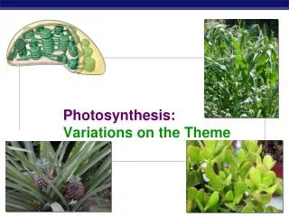 Photosynthesis: Variations on the Theme