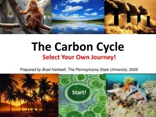 The Carbon Cycle