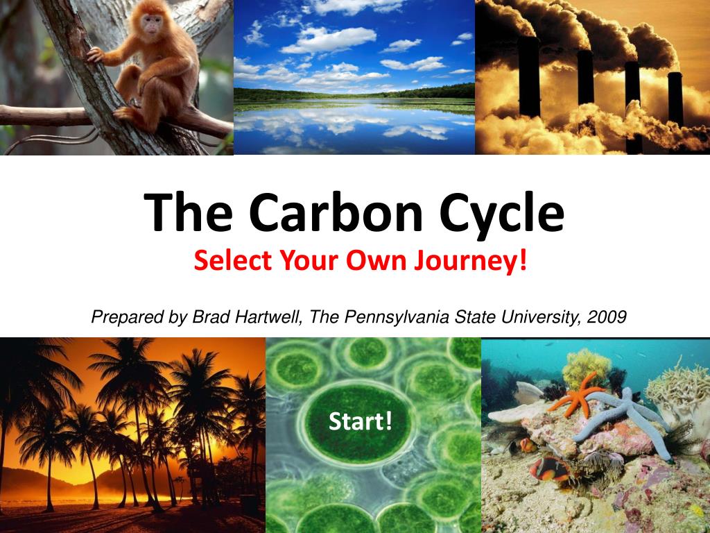 PPT - The Carbon Cycle PowerPoint Presentation, free download - ID:5432771