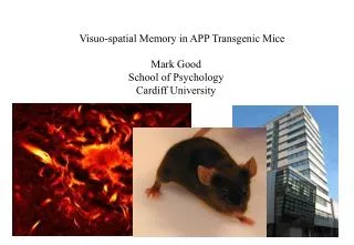 Visuo-spatial Memory in APP Transgenic Mice