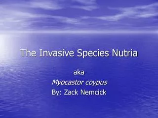The Invasive Species Nutria