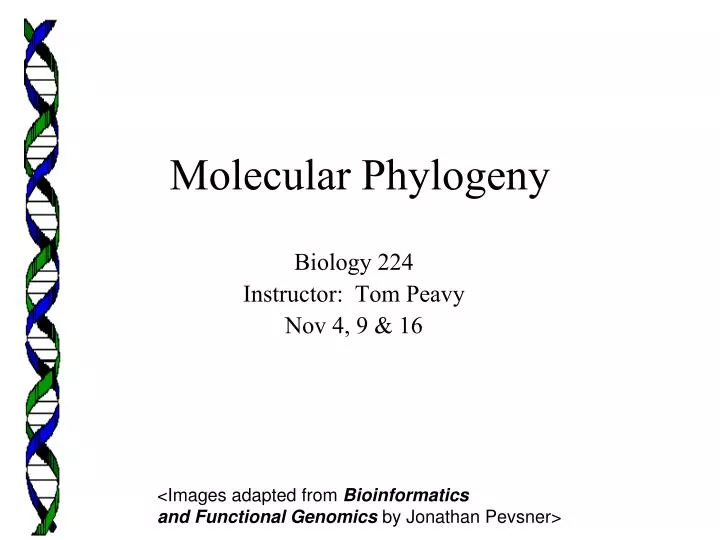 molecular phylogeny