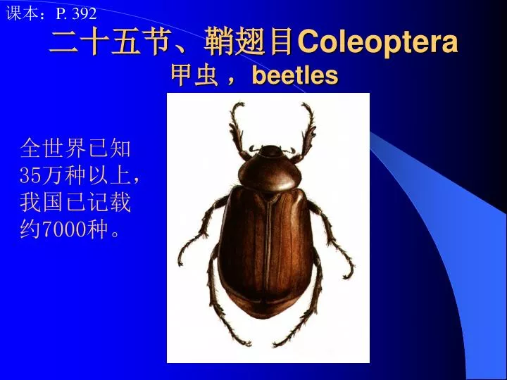 coleoptera beetles
