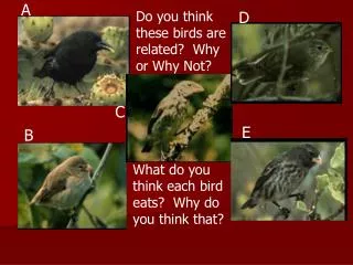 Do you think these birds are related? Why or Why Not?