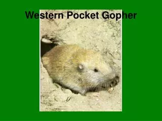 Western Pocket Gopher