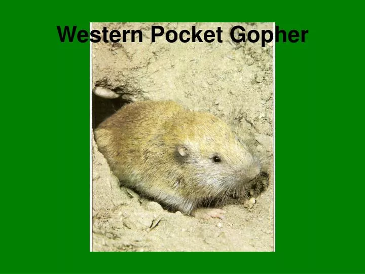 western pocket gopher