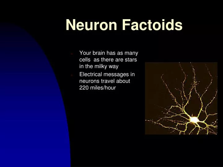 neuron factoids