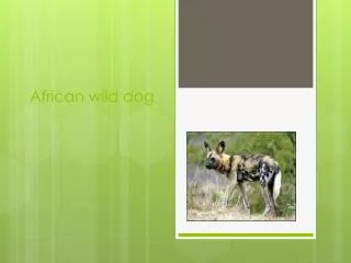 African wild dog