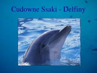 cudowne ssaki delfiny