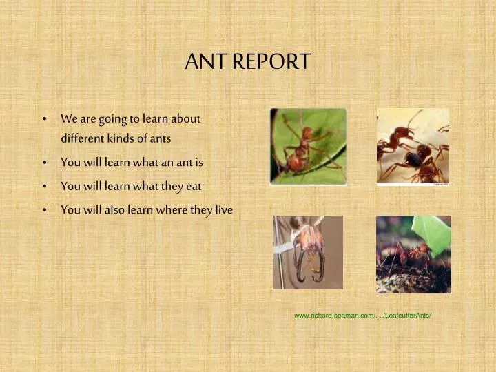 ant report