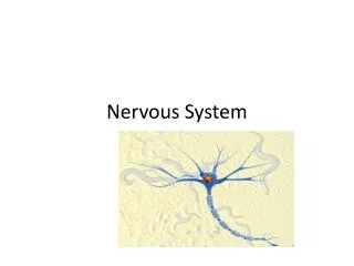 nervous system