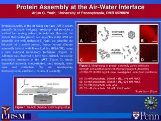 Figure 2. Morphology of protein assembly varied with ionic