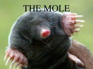 THE MOLE