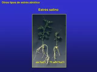 estr s salino