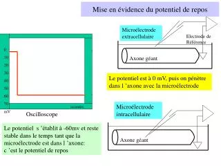 mise en vidence du potentiel de repos