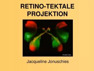 retino tektale projektion