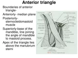 Anterior triangle