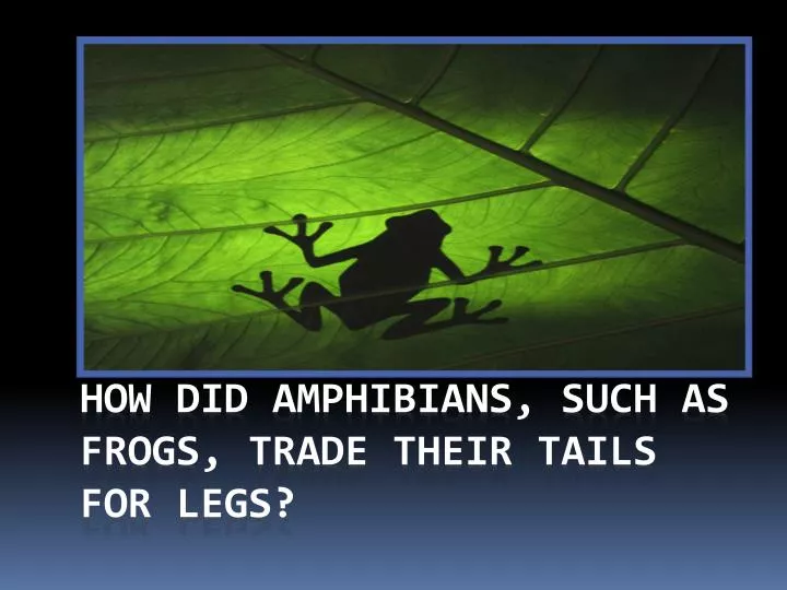 how did amphibians such as frogs trade their tails for legs