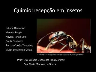 quimiorrecep o em insetos