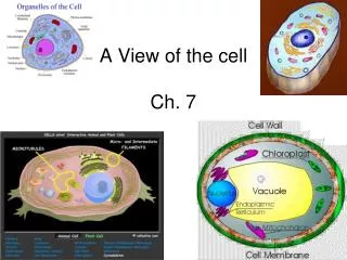 A View of the cell Ch. 7