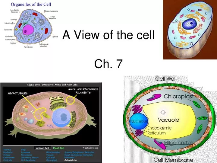 a view of the cell ch 7