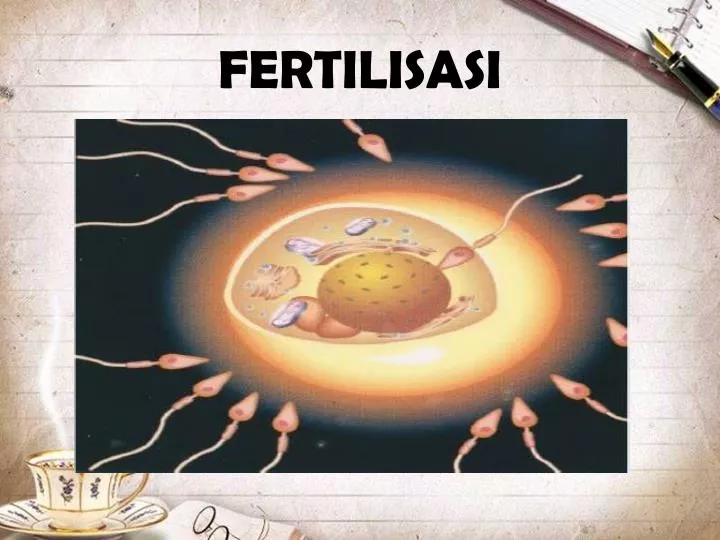 fertilisasi