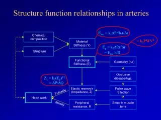 Structure function relationships in arteries