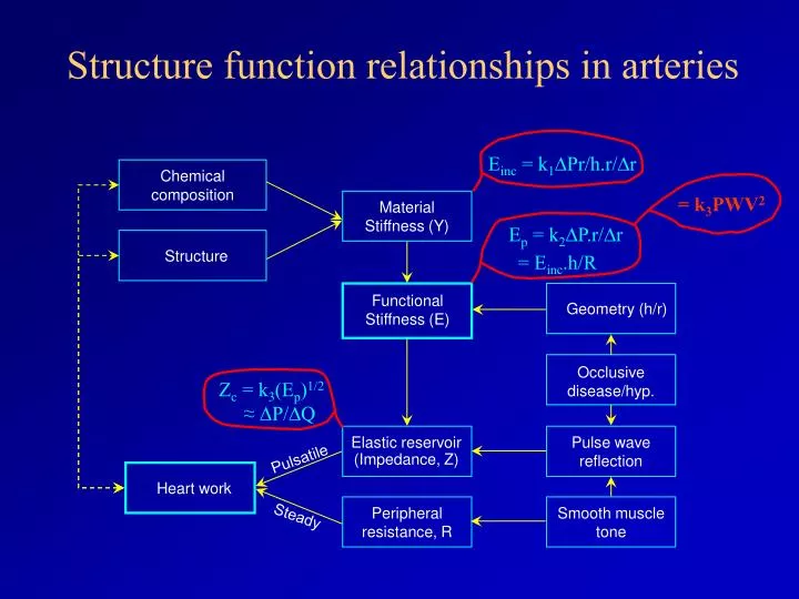 structure function relationships in arteries