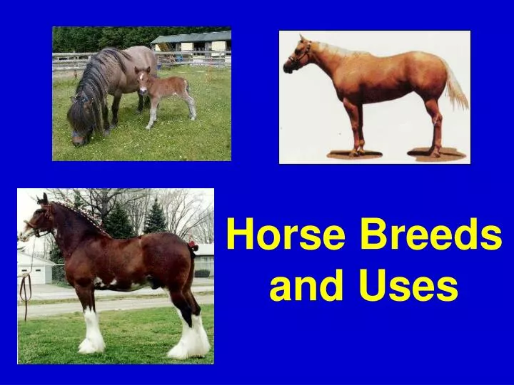 horse breeds and uses