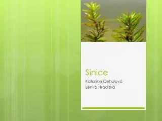 sinice