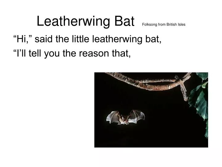 leatherwing bat folksong from british isles