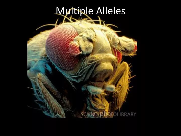 multiple alleles