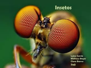 insetos