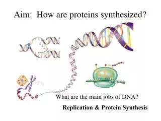 aim how are proteins synthesized